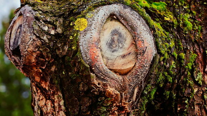 The texture of large round multicolored knots on the tree trunk