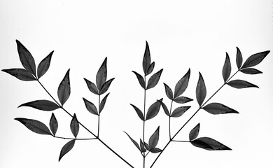 Black and White Background leaves