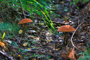 mushrooms in the forest