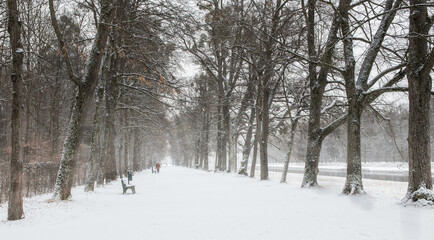 winter wonderland in a stunning nature, forrest, covered by snow and surrounded by trees 