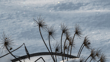 Inflorescence of the hogweed plant under fresh snow