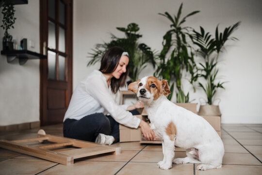 young woman assembling furniture at home working with hammer. DIY concept. cute small dog besides.