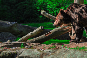 bear in the forest