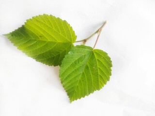green leaves on a branch isolated on white background