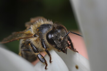 zdjęcie makro - osa, pszczoła, bąk na liściu czy kwiatku czerpiąca nektar © Tomasz