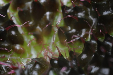 liść kwiatu - zdjęcie makro, roślinne tło 
