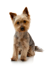 Adorable Australian Silky Terrier sitting, staring and waiting for the command isolated on white background with shadow reflection. Cute obedient dog. Fluffy sweet pet. Obedient dog.