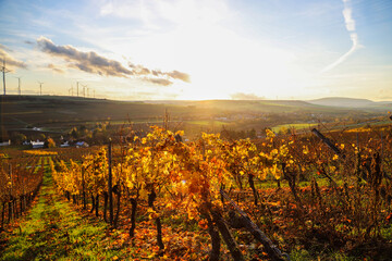 Vine hills fields in Germany