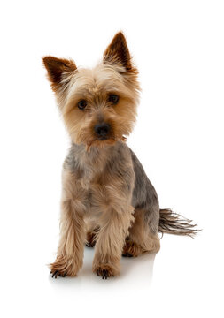 Silky terrier haircut 2025