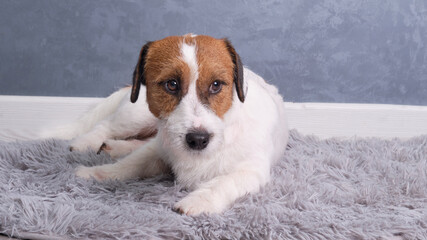 Jack Russell Terrier lies on the carpet against the gray wall after trimming