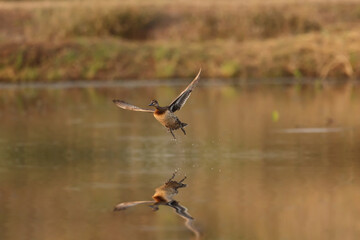 Female garganey (Spatula querquedula) Flying on water in winter. The garganey (Spatula querquedula) is a small dabbling duck.