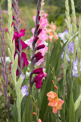 Pink, orange, blue and crimson gladioli bloom in summer in a flower bed. Yellow daisy-like flowers (rudbeckia) in the background. Growing flowers at home. Different varieties of gladioli