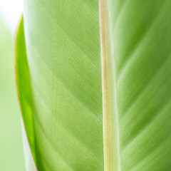 giant green leaf