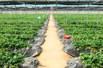 strawberry farm for strawberry picking