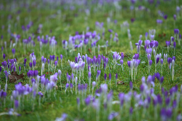 Fototapeta premium Crocuses