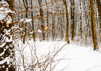 winter wonderland in a stunning nature, forrest, covered by snow and surrounded by trees 