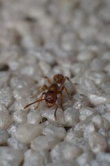 Myrmica ruginodis or mravenec rezavý