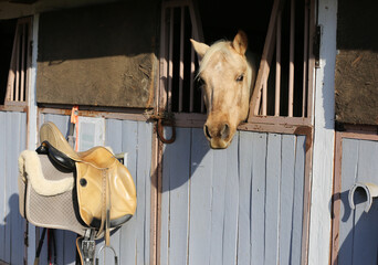Head of a saddle horse looking over the stable doors