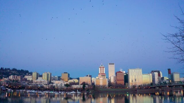 Massive Murder of Crows Flying over the Willamette River in Portland Oregon at Sunrise 