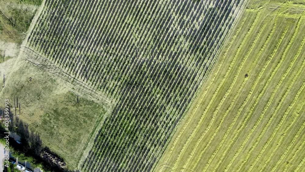 Wall mural Lavender meadows in open countryside. Amazing aerial view in summer season