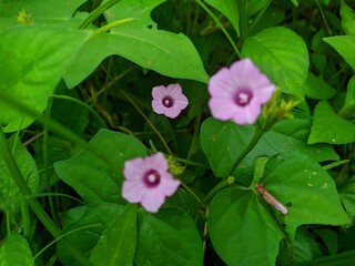 closeup of purple flowers