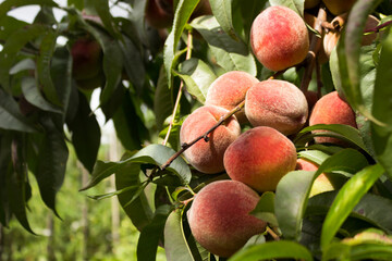Ripe peaches grow on the tree, summer. Fruit in beautiful sunlight