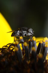 czarna mucha na żółtym kwiatku czerpiąca nektar, pożywienie