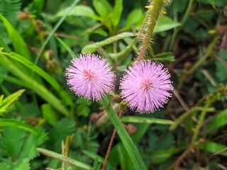 beautiful flower mimosa pudica