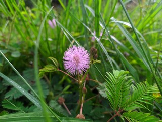 beautiful flower mimosa pudica