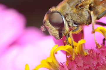 pszczoła czerpiąca nektar z kwiatu by przetworzyć go na miód © Tomasz