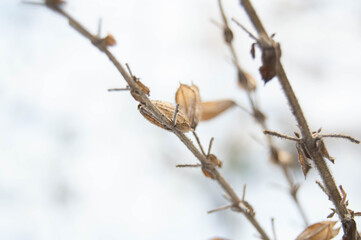 Close-up of a dry plant on a white blurred background