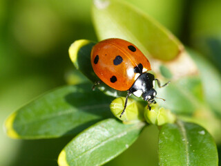 Ladybird