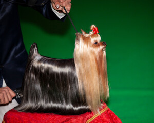 Yorkshire Terrier at a dog show