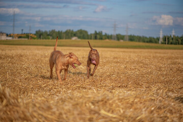 Two pibull terriers are playing, running around the field in summer.
