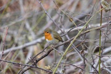 Rotkehlchen Erithacus rubecula
