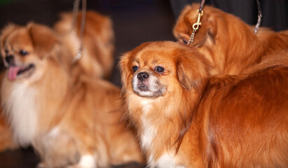 Tibetan Spaniels at a dog show