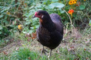 Happy Freeranged Hen, Araucana Hen
