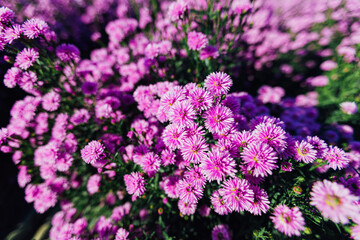 Purple cutter aster or margaret flowers garden fields at Chiang Mai, Thailand