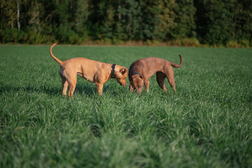 Two pibull terriers are playing, running around the field in summer.