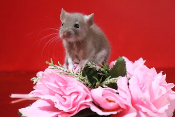 rat and flowers