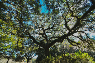 Charlestowne Oak
