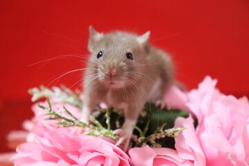  rat with a flower