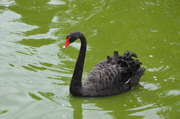 Obraz premium black swan on the water