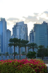 Dubai cityscape in the evening. Flowers and trees are in the foreground. skyscrapers in the background.