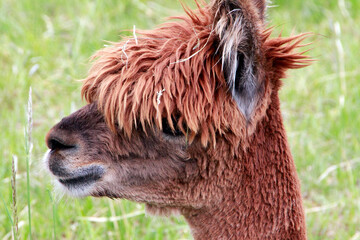 Alpaca, animal, Vicugna pacos, Lübben, Brandenburg, Germany, Europe