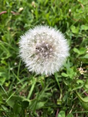 dandelion