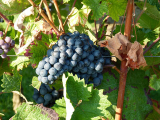 Vine With Ripe Blue Grapes