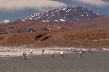 Wildlife safari. Andean flamingos feeding in the lake high the mountains. Birdwatching. View of Phoenicoparrus andinus beautiful birds  in lake Laguna Brava, La Rioja, Argentina.	
