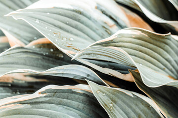 Natural background, plant leaves close-up