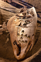 Ancient nomad  burial site in eastern Europe. Sacrificial horse skull with remnants of the highly decorated harness